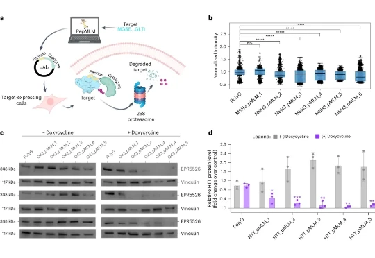 Nature子刊！AI突破设计肽类药物，针对以前无法治疗的蛋白质，有望开发亨廷顿舞蹈症新疗法！